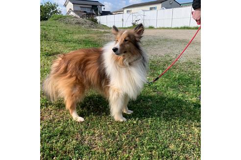販売中のシェットランドシープドッグ(シェルティ)の親犬